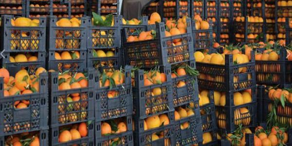 اعتماد 17 مزرعة حمضيات للتسويق بمحافظة طرطوس