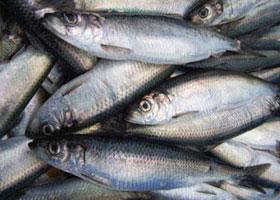 وزارة الزراعة تتجه لإعادة هيكلة المؤسسة العامة للأسماك