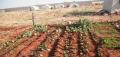 زراعة 32 ألف هكتار قمح وإنتاج 99 ألف غرسة مثمرة في درعا