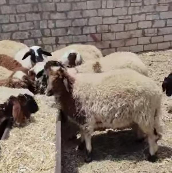  أضاحي العيد تحلق بأسعارها .. وتراجع واضح بالطلب على الأغنام