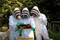العسل الأصلي ضاع بين المغشوش والممزوج... المربون: غياب الرقابة يسيء للمنتج المحلي الذي يتفوق على المستورد
