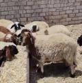  أضاحي العيد تحلق بأسعارها .. وتراجع واضح بالطلب على الأغنام