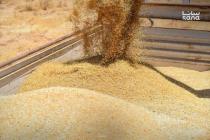 كشف تجاوزات بمليارات الليرات في مؤسسة الحبوب زمن النظام البائد