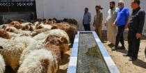 أضاحي العيد “2025”… وفرة في العرض وانخفاض بالأسعار‏